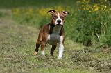 AMSTAFF ADULT 440